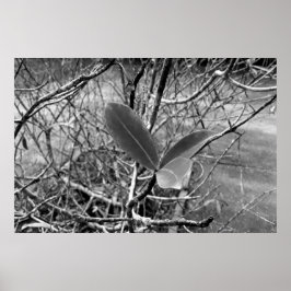 Póster folhas em vida1