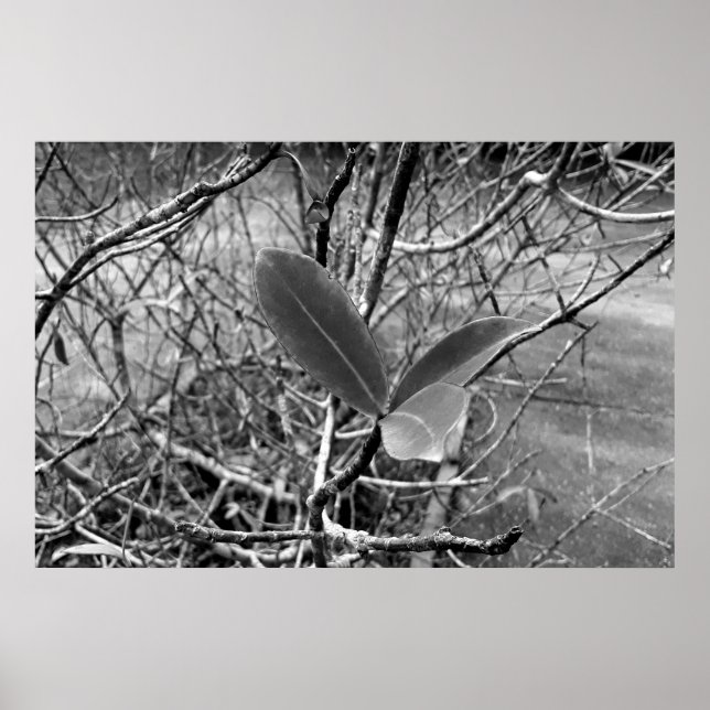 Póster folhas em vida1 (Frente)