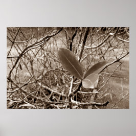 Póster folhas em vida2