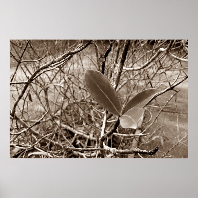 Póster folhas em vida2 (Frente)