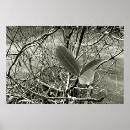 Póster folhas em vida3