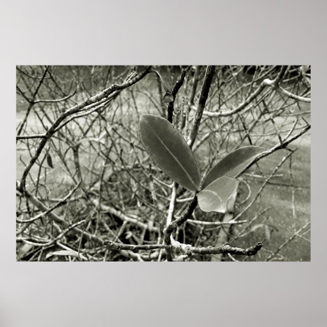 Póster folhas em vida3 (Frente)