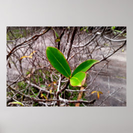 Póster folhas em vida4