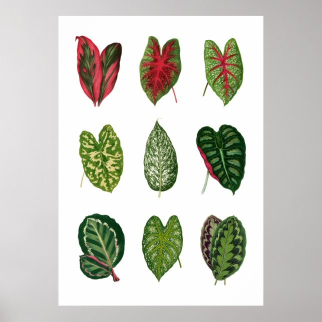 Póster Foliage (Frente)