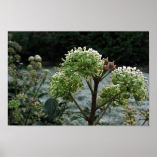 Póster Foliage de Frosty