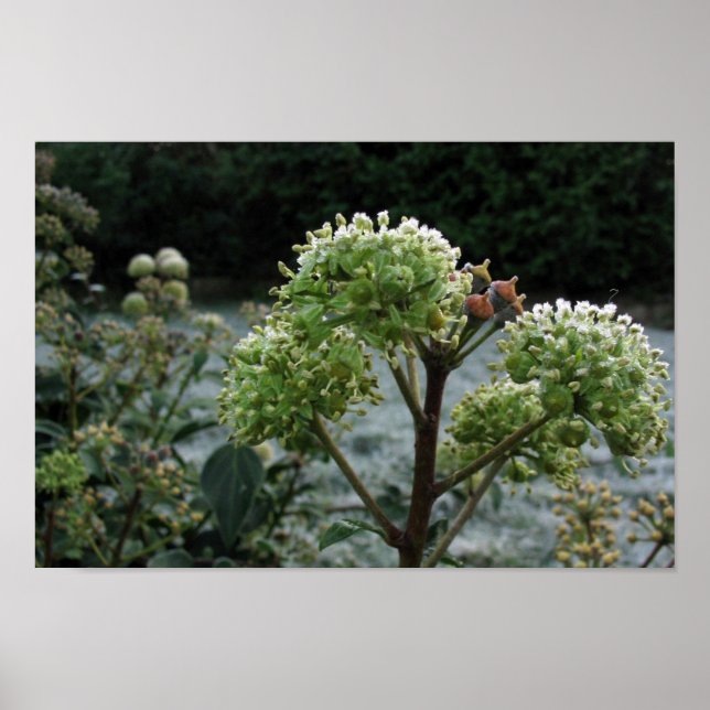 Póster Foliage de Frosty (Frente)