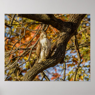 Póster Foliage de halcón y otoño