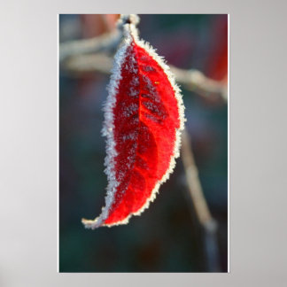 Póster Foliage de hojas rojas cubiertas de escarcha crist