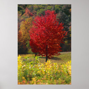 Póster Foliage de otoño