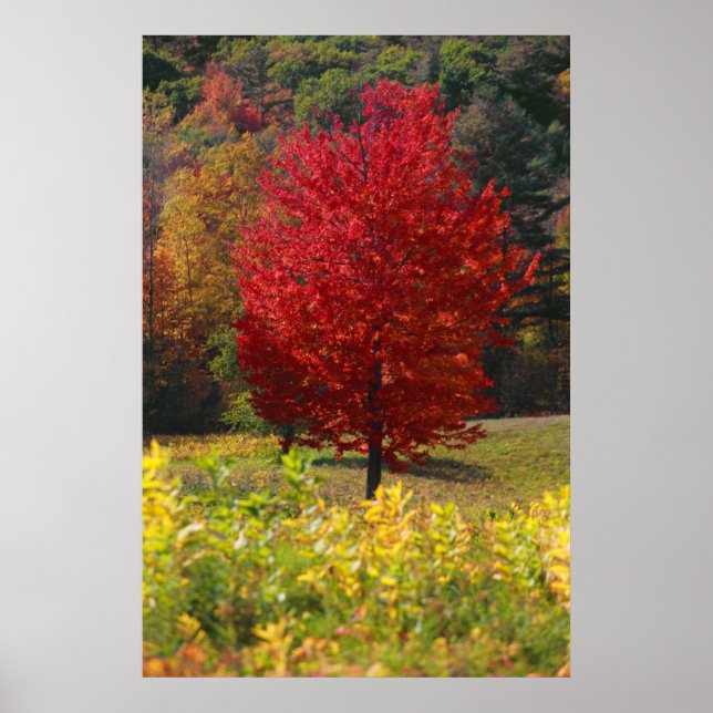 Póster Foliage de otoño (Frente)