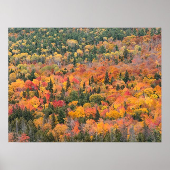 Póster Foliage de otoño | Península de Keweenaw, Michigan (Frente)
