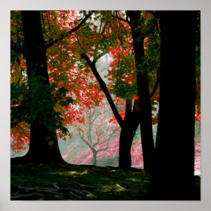 Póster Foliage del árbol de arce rojo