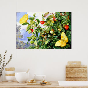 Póster Foliage, flores y fruta de Pitanga, Jamaica