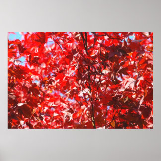 Póster Foliage rojo