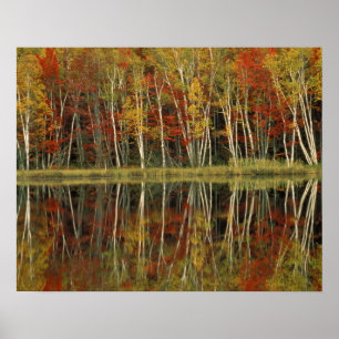 Póster Follaje de otoño y reflejos de abedul; Hiawatha