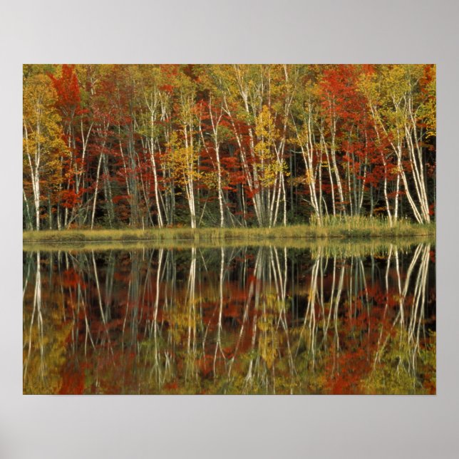 Póster Follaje de otoño y reflejos de abedul; Hiawatha (Frente)