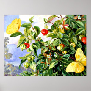 Póster Follaje, flores y fruto de la pitanga - Jamaica