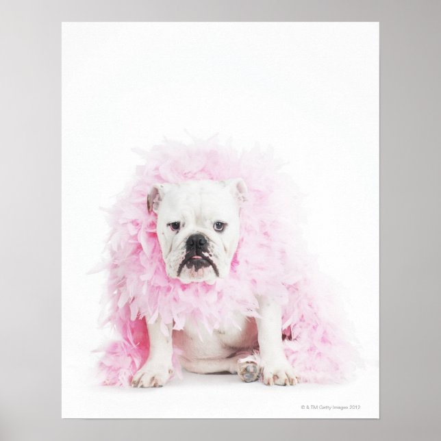 Póster fondo blanco, bulldog blanco, pluma rosa (Frente)