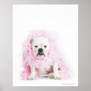 Póster fondo blanco, bulldog blanco, pluma rosada