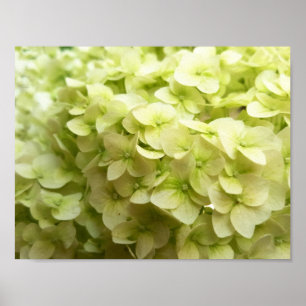 Póster Fondo blanco de la flor del Hydrangea