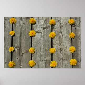 Póster Fondo de Dandelions