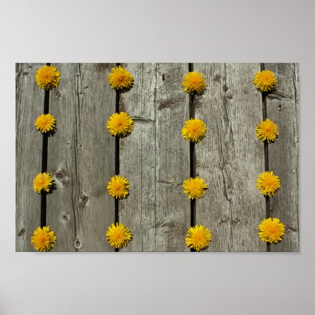 Póster Fondo de Dandelions (Frente)