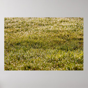 Póster Fondo de hierba verde de primavera fresca, con aro