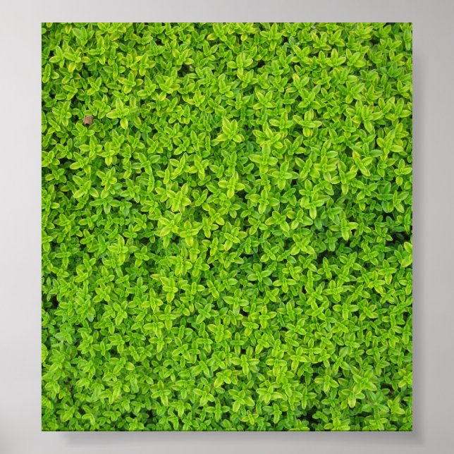 Póster Fondo de Ivy Wall (Frente)