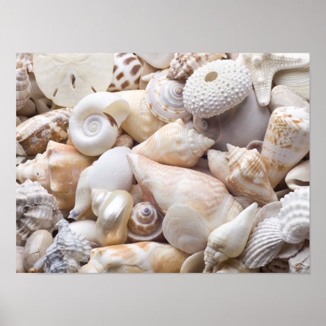 Póster Fondo de la cubierta del mar de Florida - Personal (Frente)