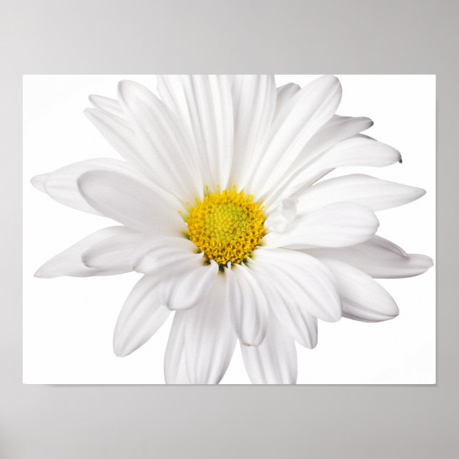 Póster Fondo de la flor de margarita blanca Daisies perso (Frente)