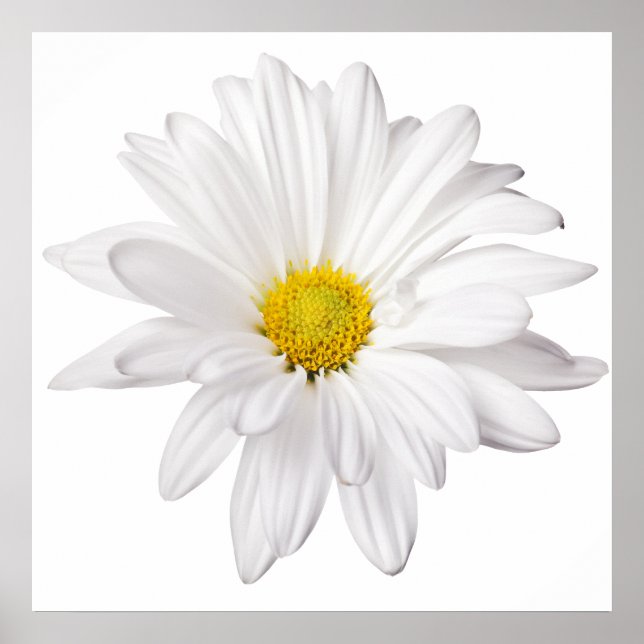 Póster Fondo de la flor de margarita blanca Daisies perso (Frente)