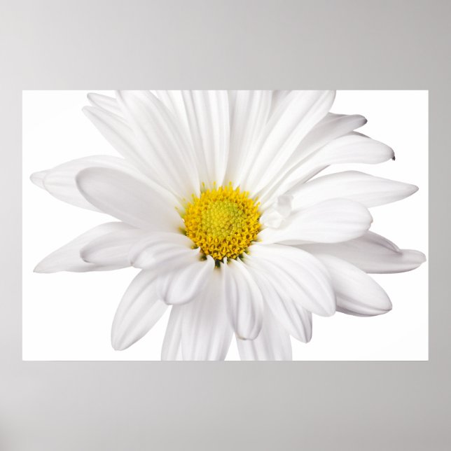 Póster Fondo de la flor de margarita blanca Daisies perso (Frente)