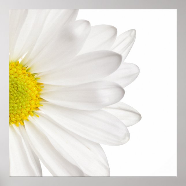 Póster Fondo de la flor de margarita blanca Daisies perso (Frente)