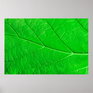 Póster Fondo de la planta de ecología de hoja verde macro