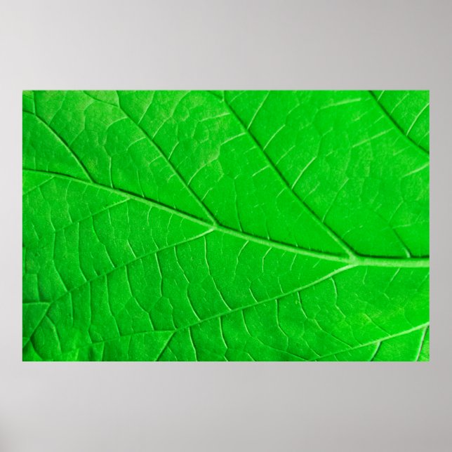Póster Fondo de la planta de ecología de hoja verde macro (Frente)