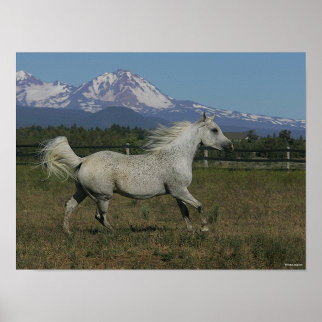 Póster Fondo de las montañas árabes gris de Bob Langrish (Frente)