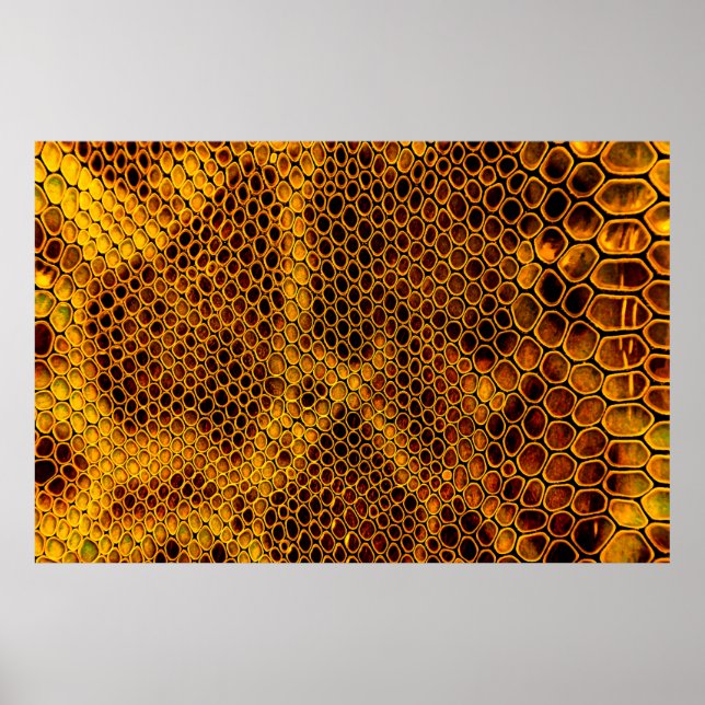 Póster Fondo de piel de serpiente (Frente)