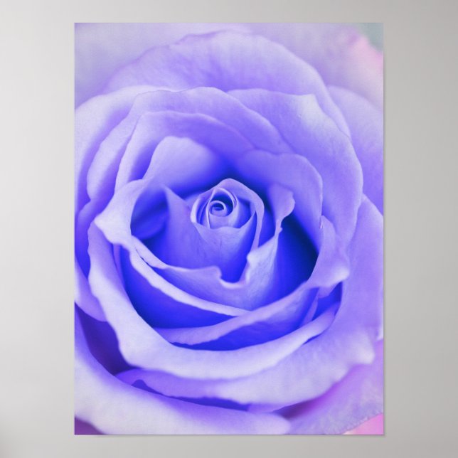 Póster Fondo de Rosa morado Lavanda personalizada Blank (Frente)