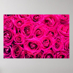 Póster Fondo de rosas de flores rosadas