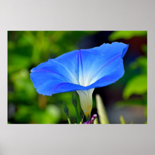 Póster Fondo floreado vibrante