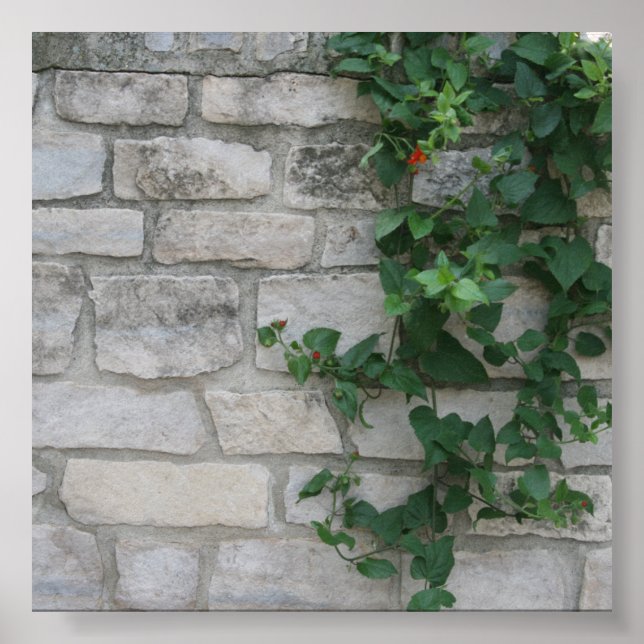 Póster Fondo fotográfico de Vine de Ladrillo Blanco (Frente)