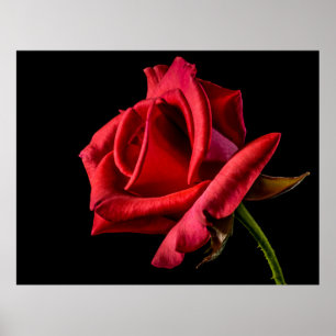 Póster Fondo negro rosa rojo