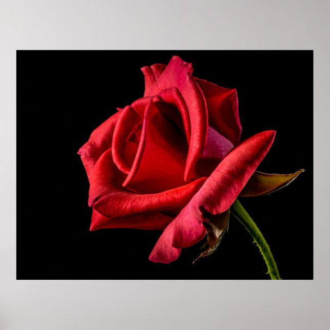 Póster Fondo negro rosa rojo (Frente)