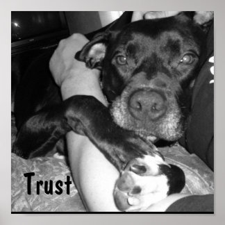 Póster Fondo para animales