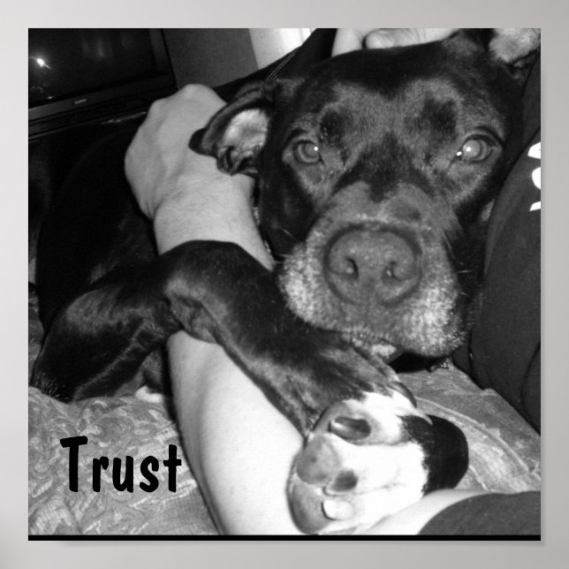 Póster Fondo para animales (Frente)