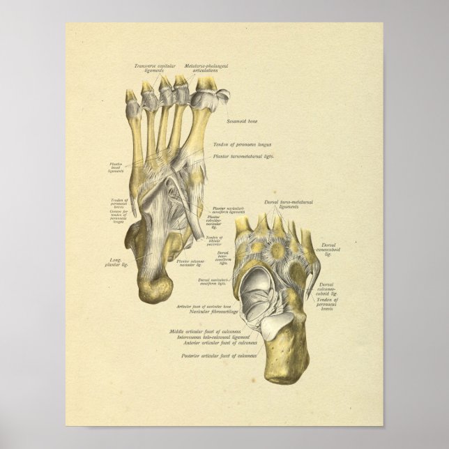 Póster Foot Ankle Anatomy Bones Joints Print (Frente)