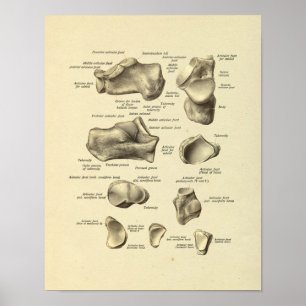 Póster Foot Ankle Anatomy Tarsal Bones Print