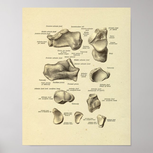 Póster Foot Ankle Anatomy Tarsal Bones Print (Frente)