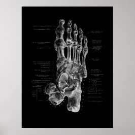 Póster Foot Bones Anatomy Podiatrist Poster