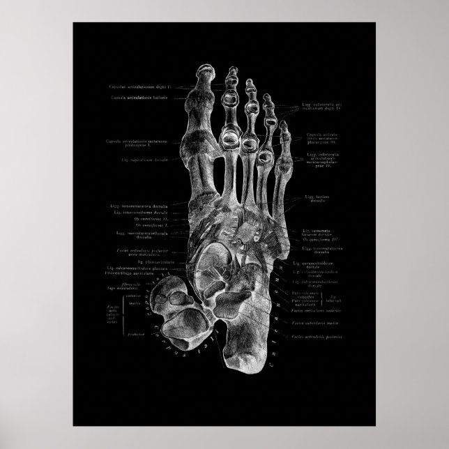 Póster Foot Bones Anatomy Podiatrist Poster (Frente)